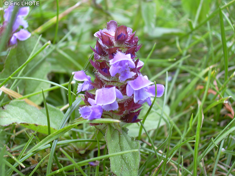  - Prunella vulgaris - 