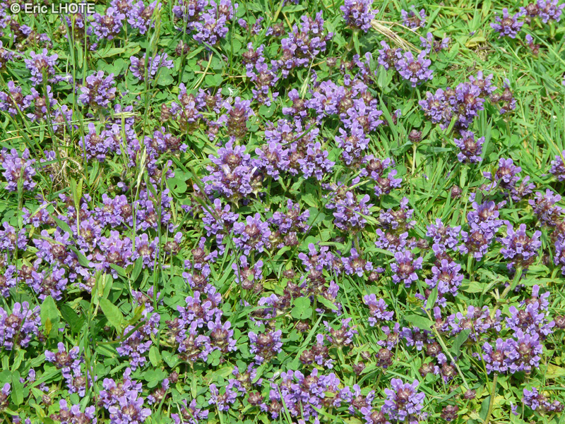Lamiaceae - Prunella vulgaris - Brunelle commune, Brunette, Charbonnière, Herbe au charpentier