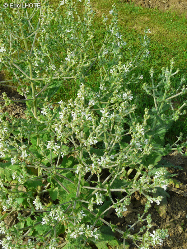 Lamiaceae - Salvia aethiopis - Sauge d’Ethiopie