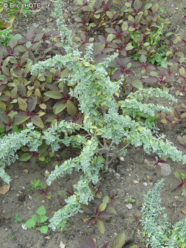 Lamiaceae - Salvia africana - Sauge Africaine