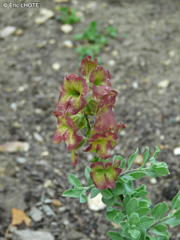  - Salvia africana-lutea - 