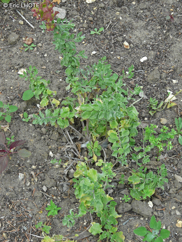 Lamiaceae - Salvia africana-lutea - Sauge Africaine jaune