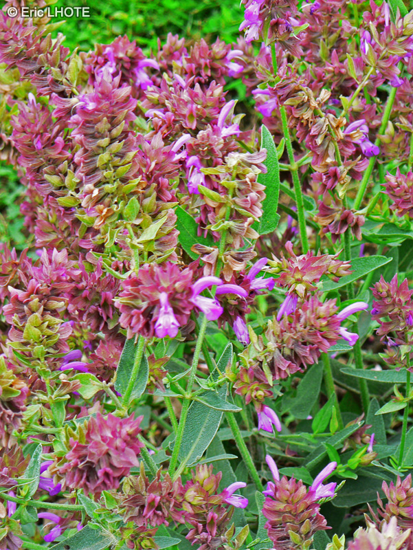 Lamiaceae - Salvia canariensis - Sauge des Canaries