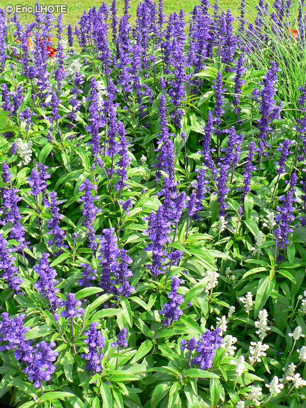 Lamiaceae - Salvia farinacea - Sauge farineuse bleue