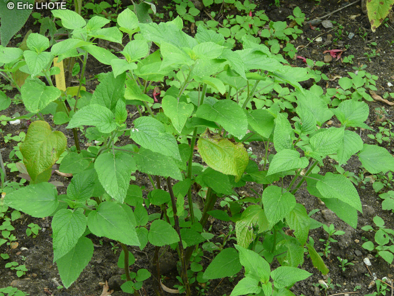Lamiaceae - Salvia ianthina - Sauge ianthina