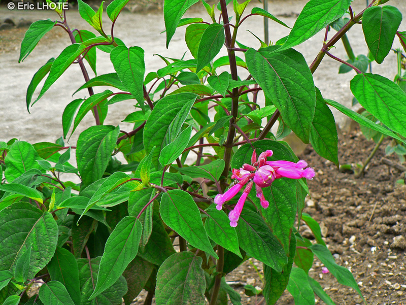 Lamiaceae - Salvia involucrata - Sauge involucre