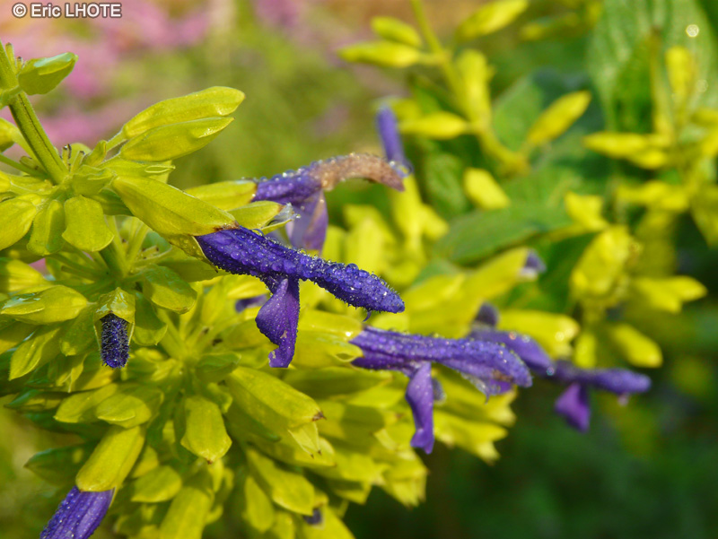  - Salvia leucantha Blue Velvet - 