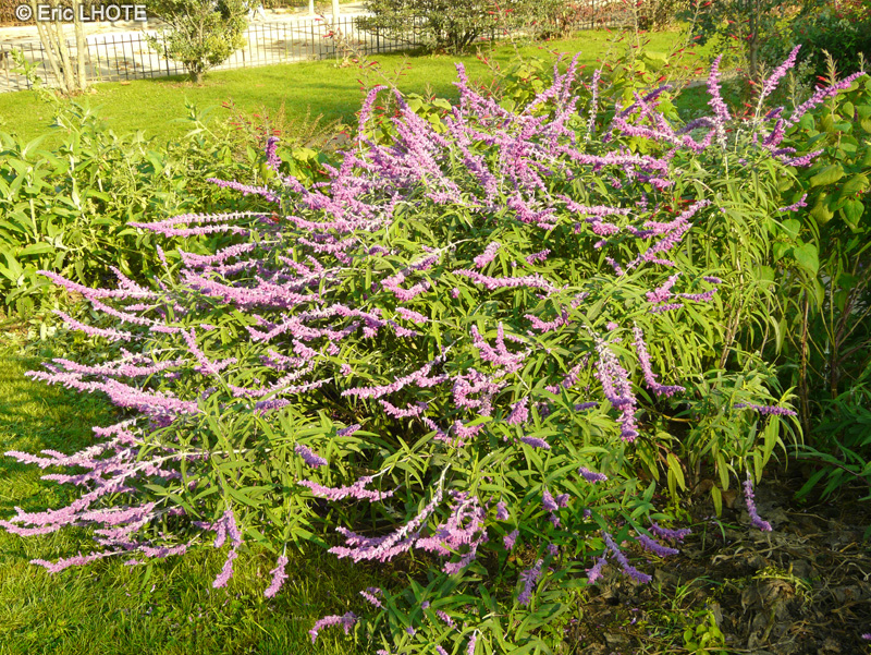 Lamiaceae - Salvia leucantha - Sauge duveuteuse