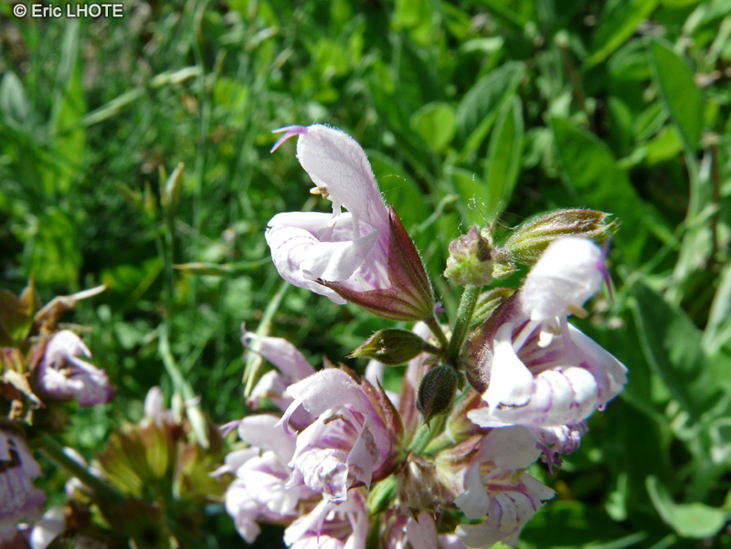 Lamiaceae - Salvia officinalis - Sauge officinale