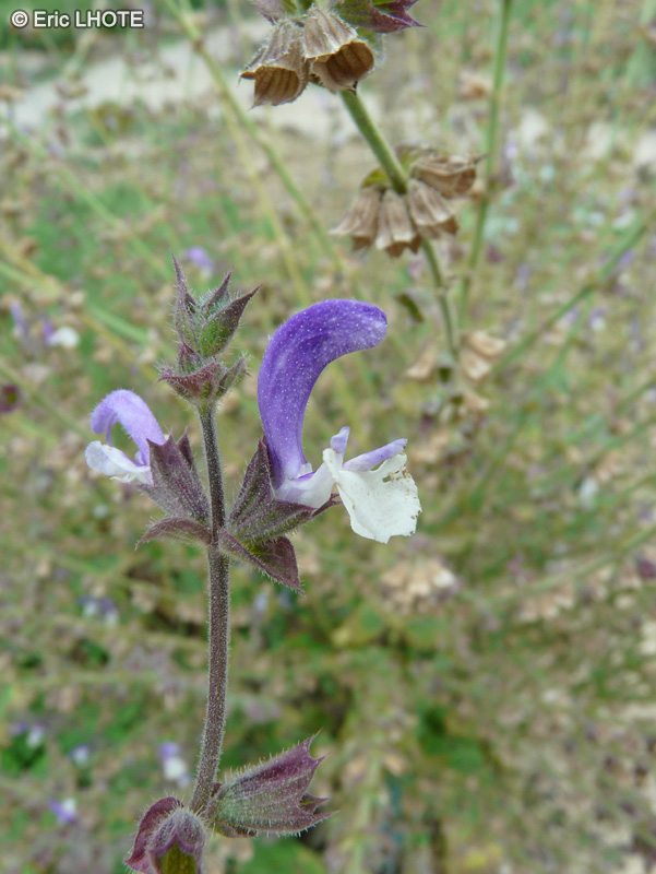 Lamiaceae - Salvia sclarea - Sauge sclarée