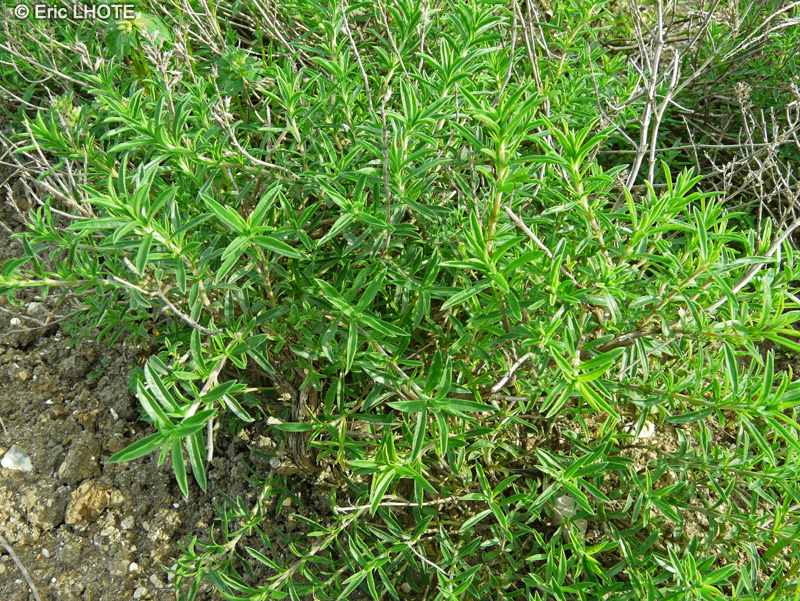 Lamiaceae - Satureja montana - Sarriette des montagnes, Sarriette d’hiver, Herbe de Saint Julien