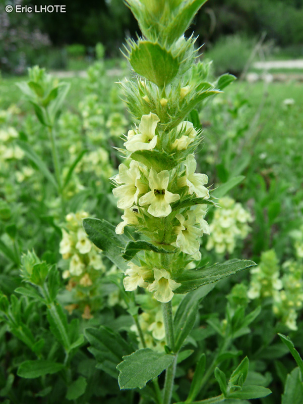  - Sideritis hyssopifolia - 