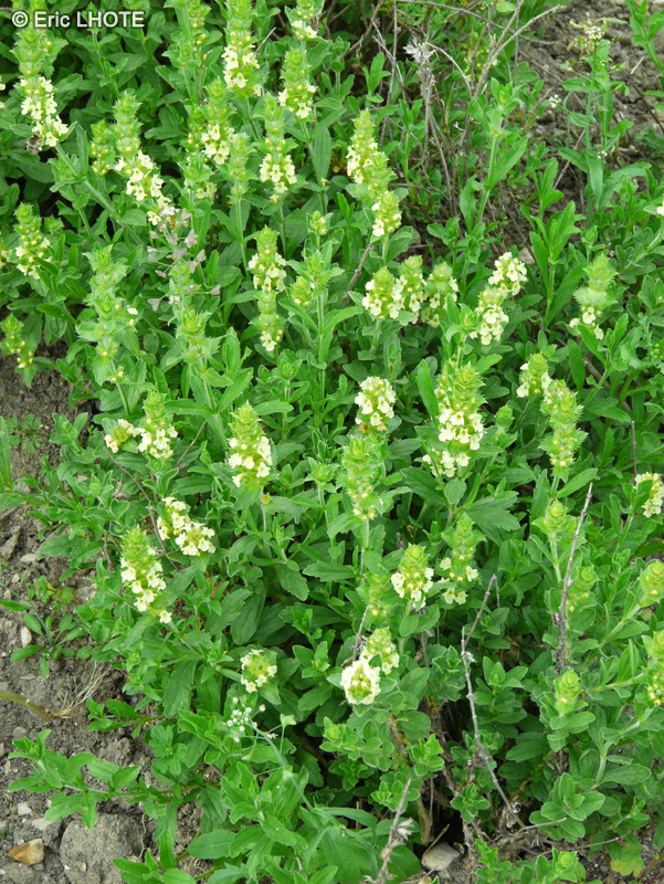 Lamiaceae - Sideritis hyssopifolia - Crapaudine à feuilles d’Hysope, Thé des montagnes