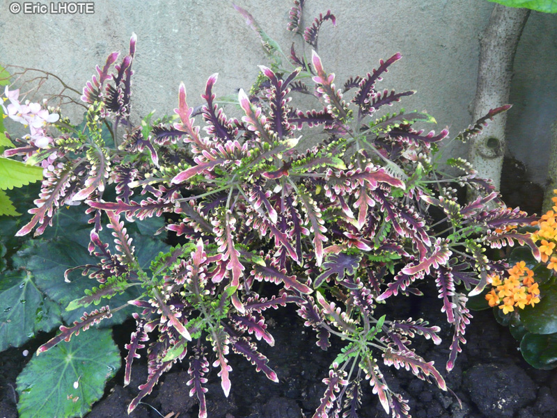 Lamiaceae - Solenostemon scutellariodes Kiwi Fern - Coleus, Coliole, Vieux garçon, Plante anti-pisse