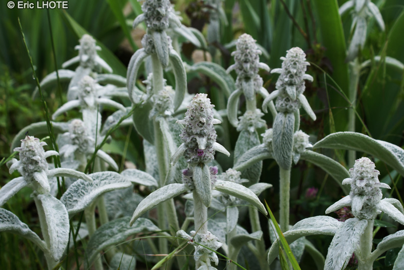 Lamiaceae - Stachys byzantina - Epiaire laineuse, Oreilles d’ours