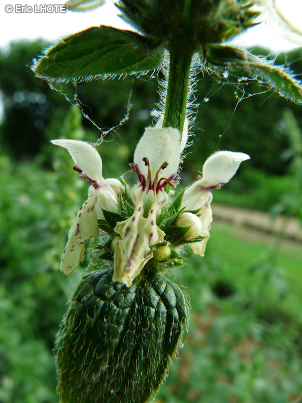 Lamiaceae - Stachys recta - Epiaire droite, Epiaire dressée