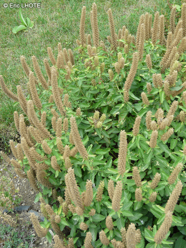 Lamiaceae - Teucrium arduini - Germandrée arduini
