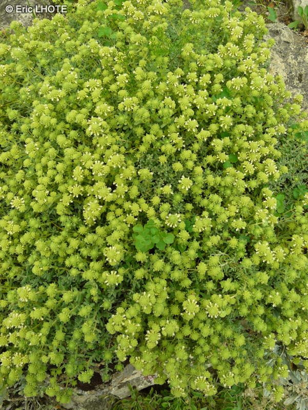 Lamiaceae - Teucrium polium ssp. polium - Germandrée tomenteuse
