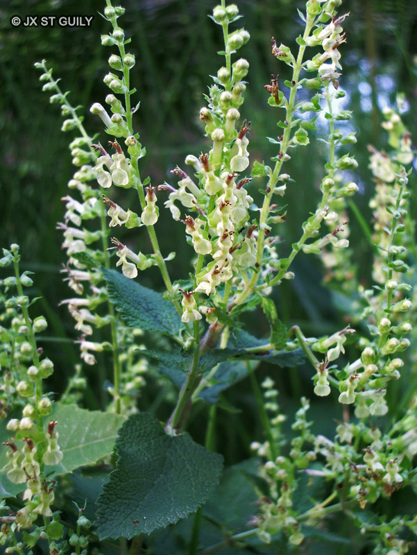 Lamiaceae - Teucrium scorodonia - Germandrée scorodoine, Sauge des bois