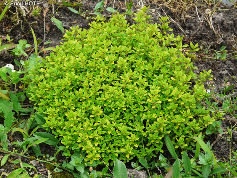Lamiaceae - Thymus citriodorus - Thym citron