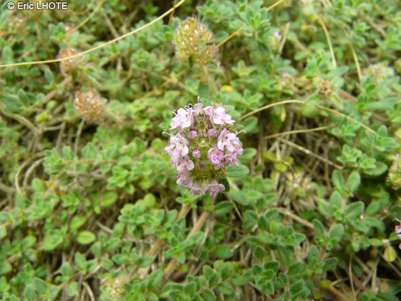  - Thymus pulegioides ssp. pannonicus - 