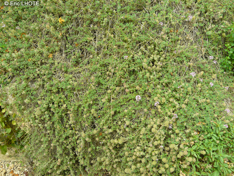 Lamiaceae - Thymus pulegioides ssp. pannonicus - Thym de Hongrie