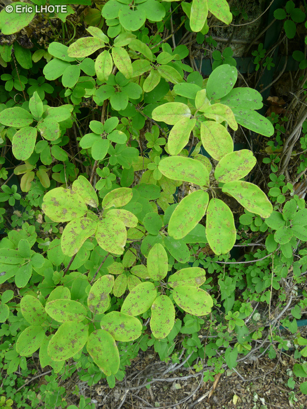 Lardizabalaceae - Akebia quinata - Akébie à cinq feuilles