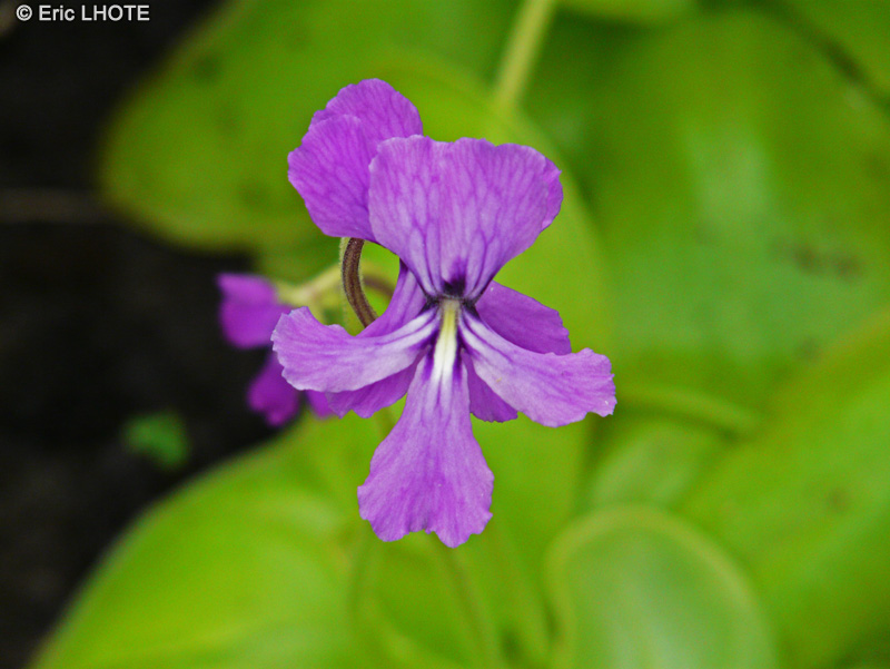 Lentibulariaceae - Pinguicula Huauafan - Grassette