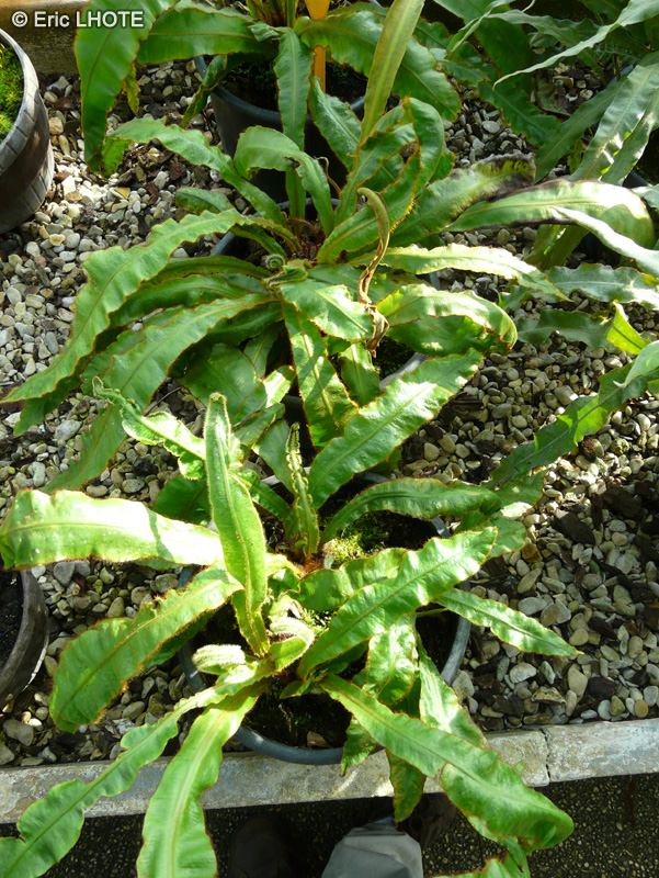 Lomariopsidaceae - Elaphoglossum villosum - Elaphoglossum