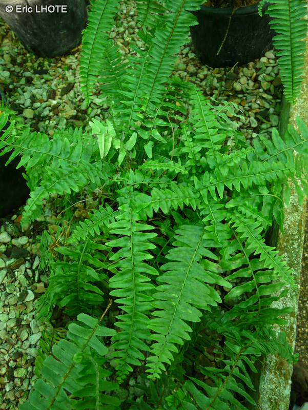 Lomariopsidaceae - Nephrolepis biserrata Furcans - Nephrolépis
