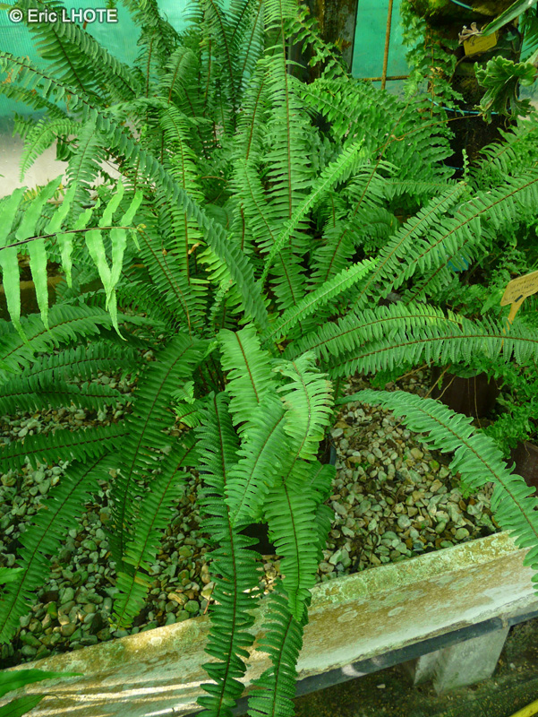 Lomariopsidaceae - Nephrolepis cordifolia, Nephrolepis cordata - Nephrolépis