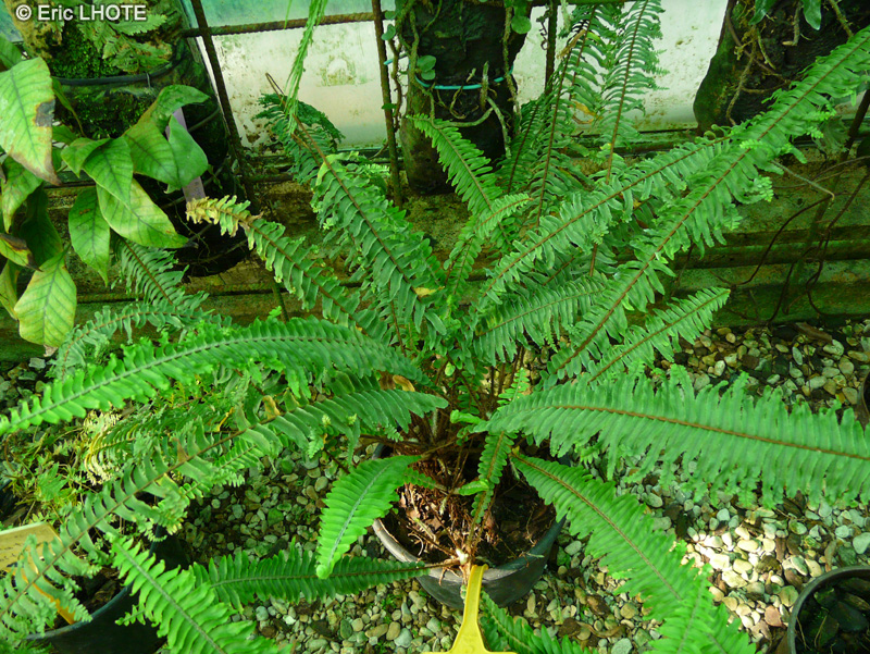 Lomariopsidaceae - Nephrolepis cordifolia Plumosa, Nephrolepis cordata Plumosa - Nephrolépis