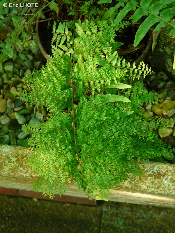 Lomariopsidaceae - Nephrolepis cordifolia Whitmannii, Nephrolepis cordata Whitmannii - NÃ©phrolepis
