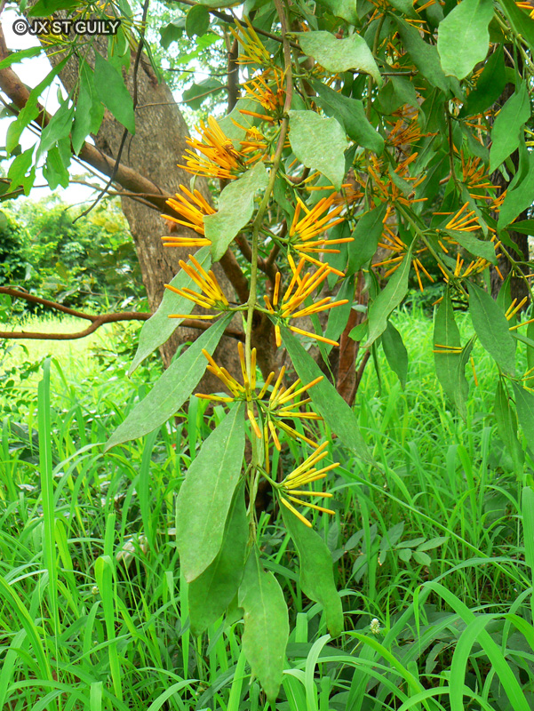  - Loranthus lecardii - 