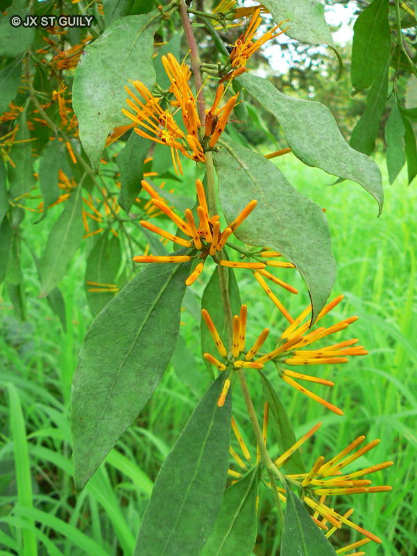 Loranthaceae - Loranthus lecardii - Loranthus