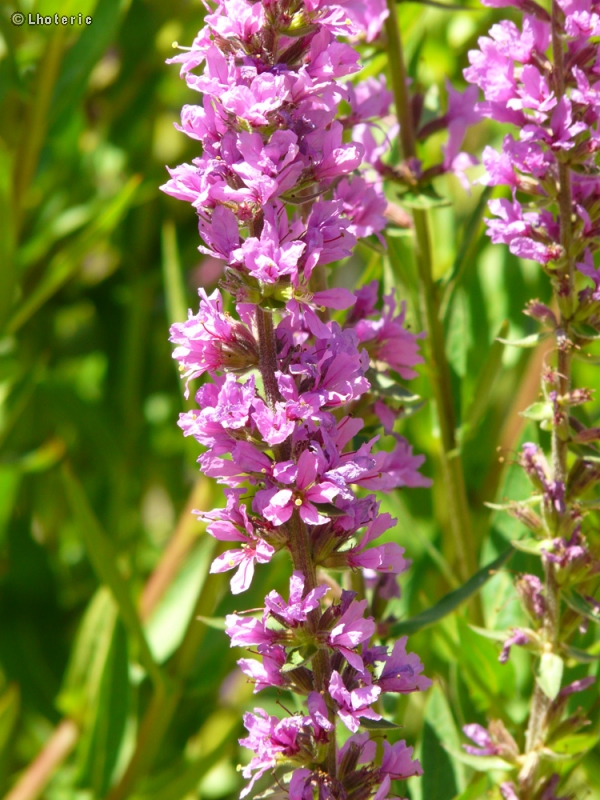  - Lythrum salicaria - 