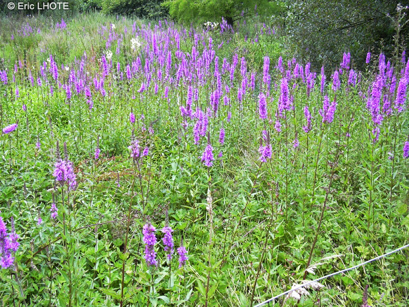 Lythraceae - Lythrum salicaria - Salicaire
