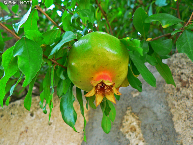  - Punica granatum - 