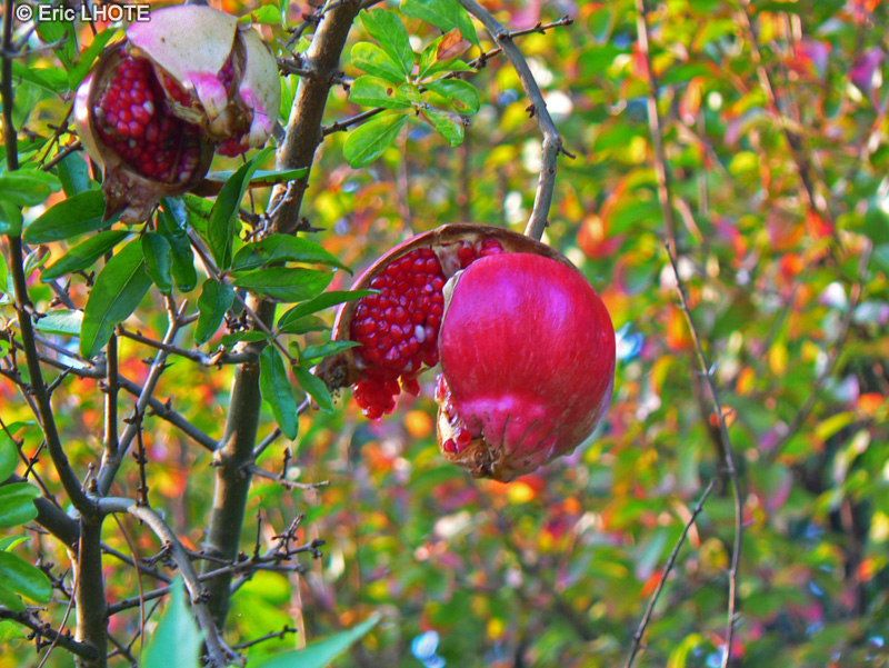 Lythraceae - Punica granatum - Grenadier, Pomegranate