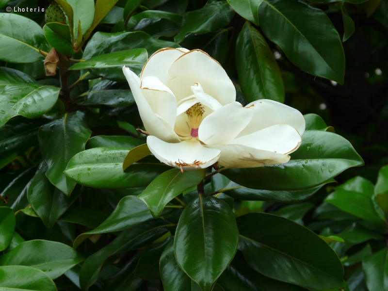  - Magnolia grandiflora - 