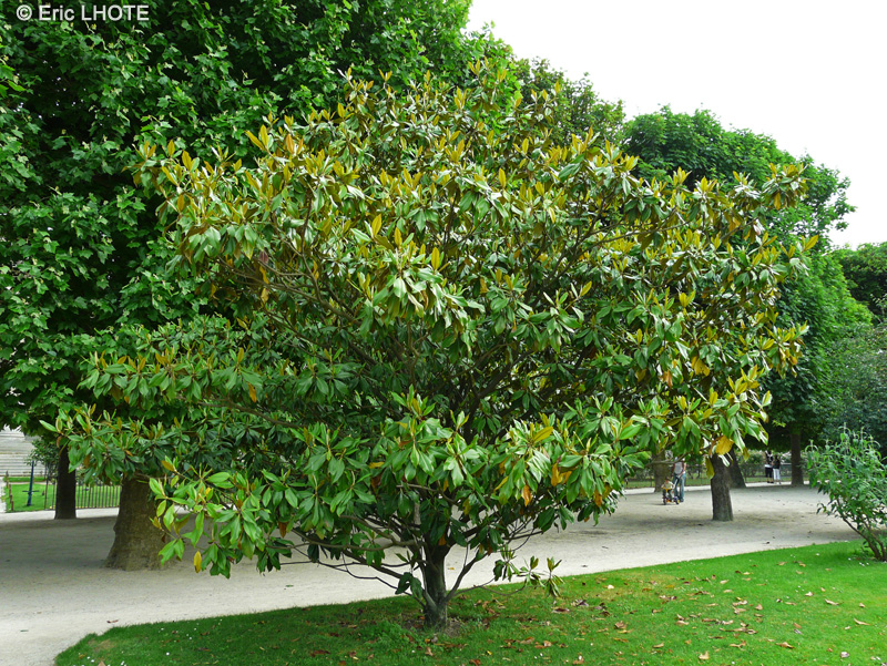 Magnoliaceae - Magnolia grandiflora - Magnolia à grandes fleurs, Magnolia d’été