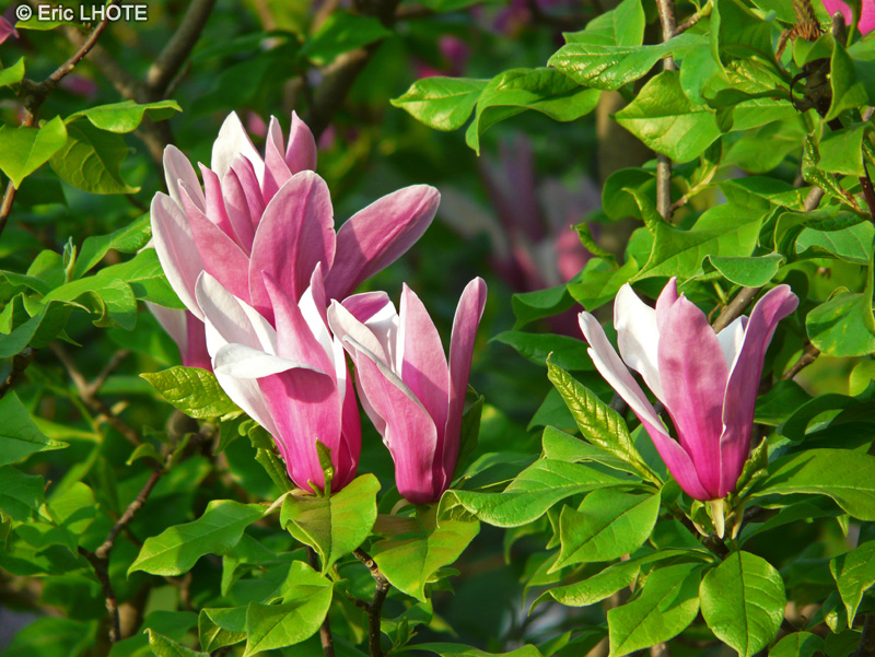  - Magnolia liliiflora - 