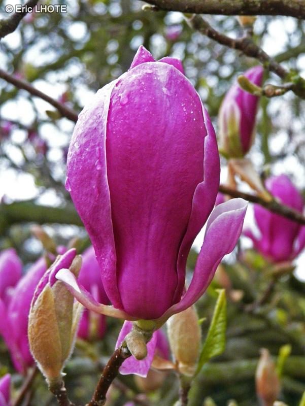 Magnoliaceae - Magnolia liliiflora - Magnolia à fleurs de Lis