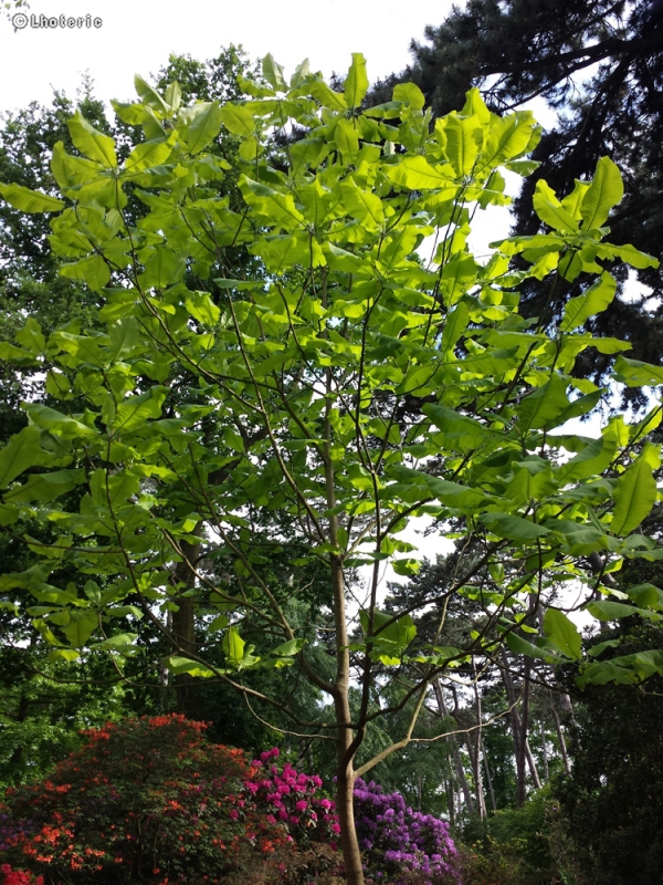 Magnoliaceae - Magnolia macrophylla - Magnolia à grandes feuilles
