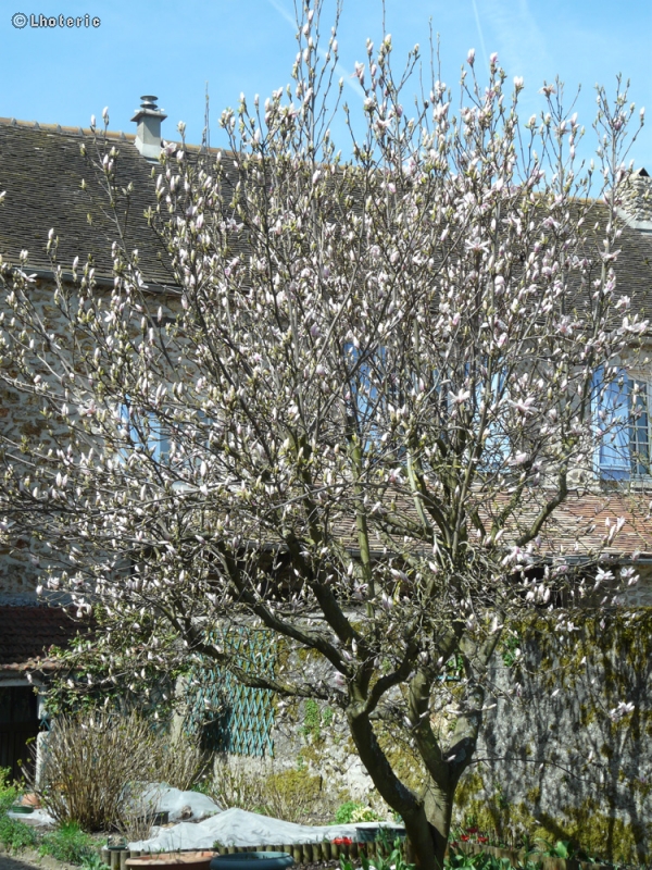  - Magnolia soulangeana - 