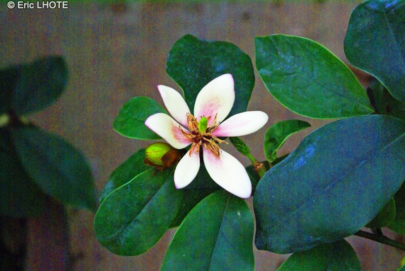 Magnoliaceae - Michelia figo - Michélie