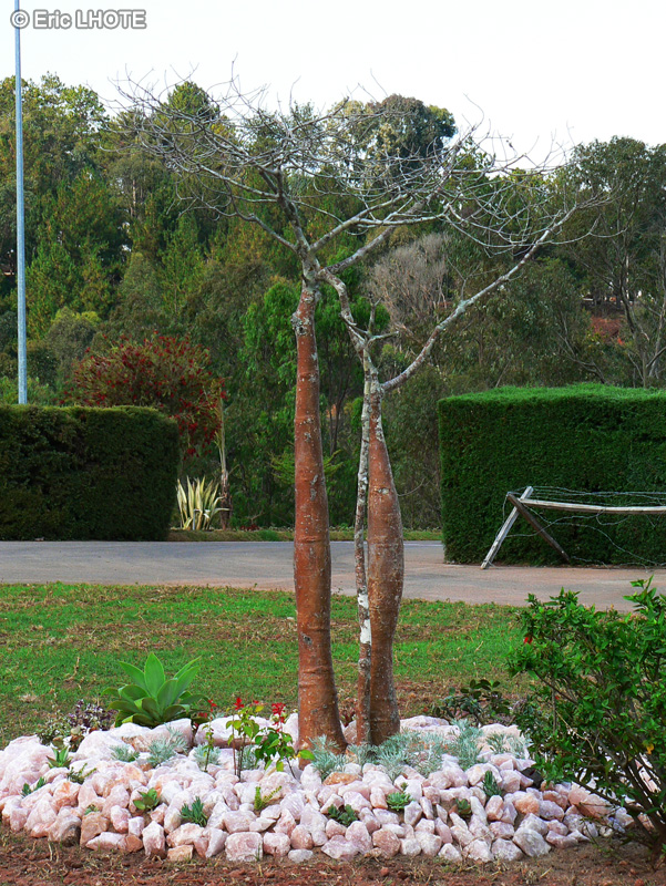 Malvaceae - Adansonia digitata - Baobab, Arbre à palabre, Arbre bouteille