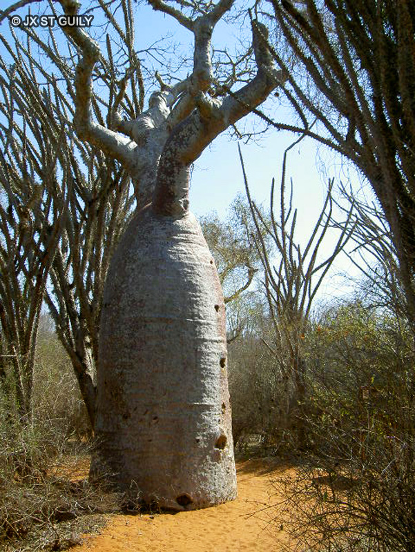Malvaceae - Adansonia rubrostipa, Adansonia fony - Baobab, Arbre à palabre, Arbre bouteille
