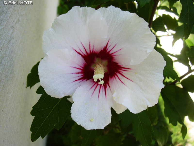 Malvaceae - Alcea rosea - Rose trémière