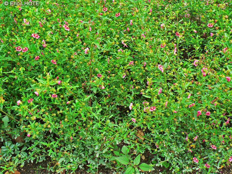 Malvaceae - Anisodontea capensis - Mauve du cap, Mauve Africaine